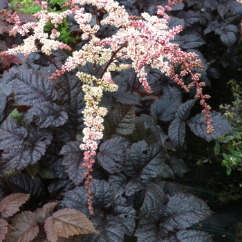 Astilbe 'Chocolate Shogun' - False Spirea