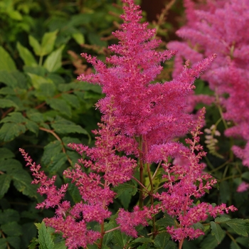 Astilbe 'Younique Lilac' - False Spirea