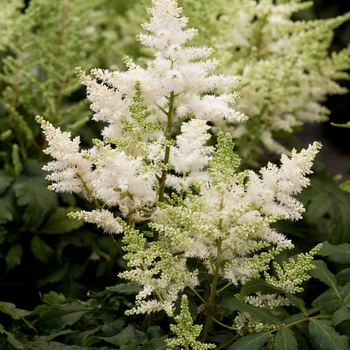 Astilbe 'Younique White' - False Spirea