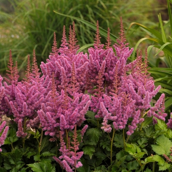 Astilbe chinensis 'Visions' - False Spirea