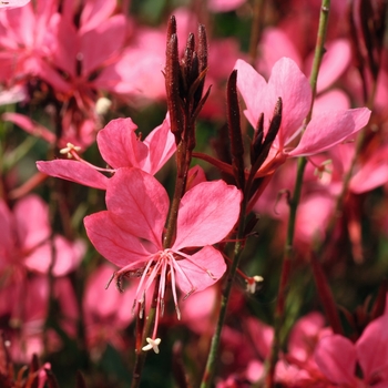 Gauara lindheimeri 'Belleza Dark Pink' - Gaura