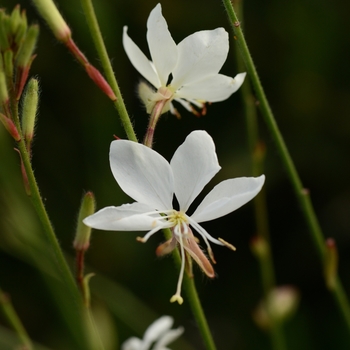 Gaura lindheimeri Belleza®™ White - Gaura
