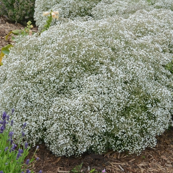 Gypsophila paniculata 'Summer Sparkles®' - Baby's Breath