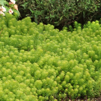 Sedum rupestre 'Angelina' - Stonecrop