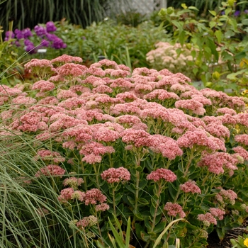 Sedum 'Autumn Fire' - Stonecrop