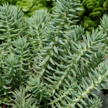 Sedum reflexum 'Blue Spruce' - Stonecrop