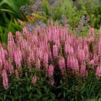 Veronica 'Giles van Hees' - Speedwell