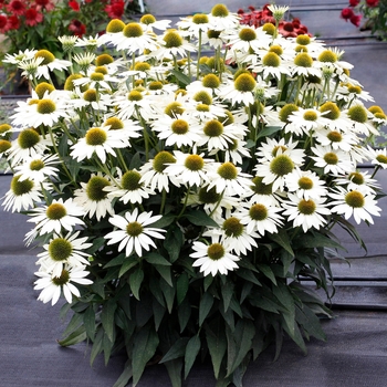 Echinacea hybrid 'Kismet® White' - Coneflower