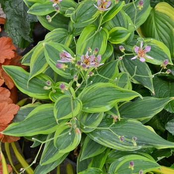 Tricyrtis formosana 'Autumn Glow' - Toad Lily