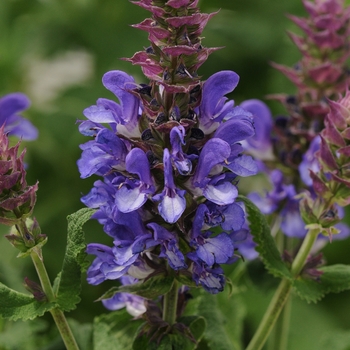 Salvia nemorosa 'Blue Marvel' - Meadow Sage