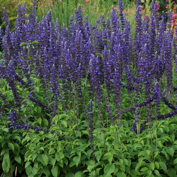 Salvia longispicata x farinacea 'Mystic Spires Blue' - Salvia