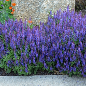 Salvia nemorosa 'Sensation Sky Blue' - Meadow Sage