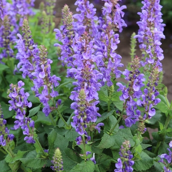 Salvia nemorosa 'Sky Blue Marvel' - Meadow Sage