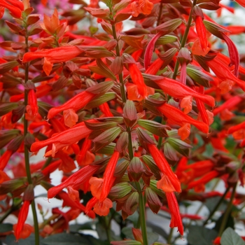 Salvia 'Skyscraper Orange' - Salvia 