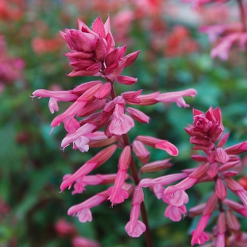 Salvia 'Skyscraper Pink' - Salvia