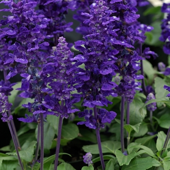 Salvia farinacea 'Velocity™ Blue' - Salvia