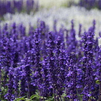 Salvia farinacea 'Victoria' - Salvia