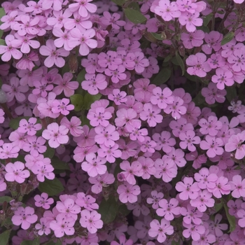 Saponaria ocymoides Soapwort - Soapwort