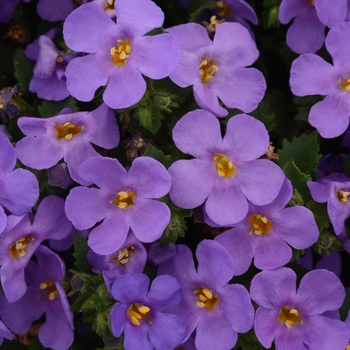 Sutera cordata 'MegaCopa™ Blue' - Bacopa