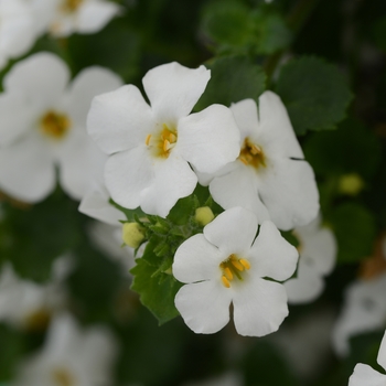 Sutera cordata 'MegaCopa White' - Bacopa