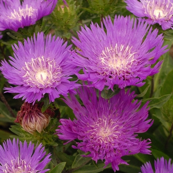 Stokesia laevis 'Honeysong Purple' - Stoke's Aster