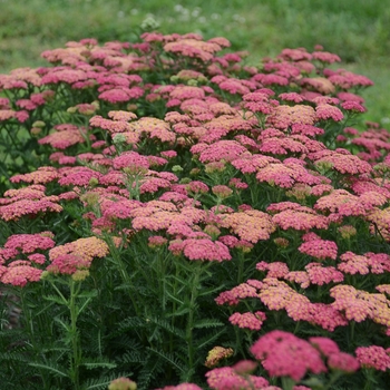 Achillea 'Sassy Summer Taffy' - Yarrow