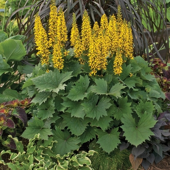 Ligularia hybrid 'Bottle Rocket' - Bigleaf Ligularia