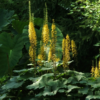 Ligularia stenocephala 'The Rocket' - Ragwort