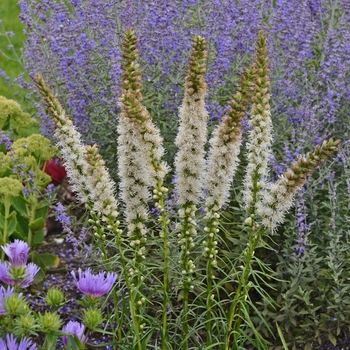 Liatris spicata 'Floristan White' - Blazing Star