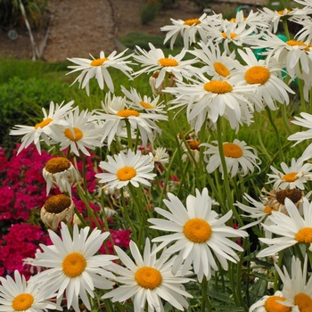 Leucanthemum x superbum 'Alaska' - Shasta Daisy