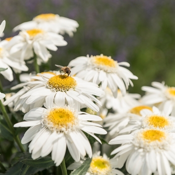 Leucanthemum maximum 'Sweet Daisy Birdy' - Shasta Daisy