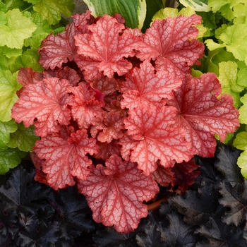 Heuchera hybrid - Primo® Peachberry Ice