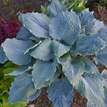 Hosta 'Diamond Lake' - Hosta