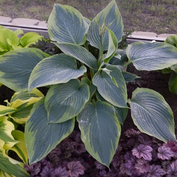 Hosta 'Wu-La-La' - Hosta, Plantain Lily