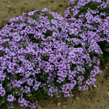 Phlox subulata 'Eye Candy' - Creeping Phlox