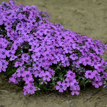 Phlox subulata 'Eye Shadow' - Creeping Phlox