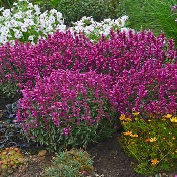 Agastache 'Rosie Posie' - Anise Hyssop