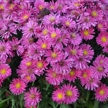 Aster 'Kickin Carmine Red' - Aster