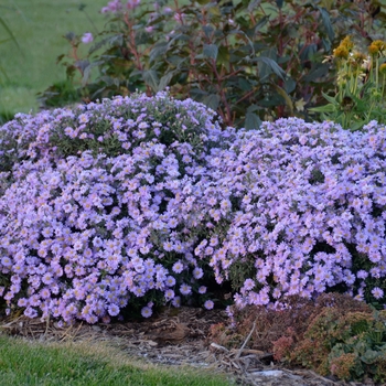 Aster 'Kickin Lavender' - Aster