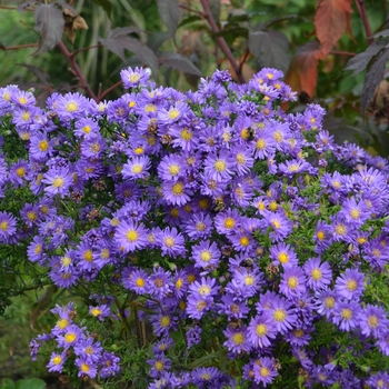 Aster 'Kickin Lilac Blue' - Aster