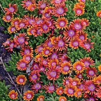 Delosperma hybrid 'Fire Spinner' - Ice Plant