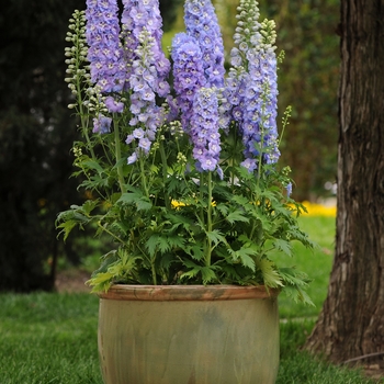 Delphinium elatum 'Guardian Lavender' - Larkspur