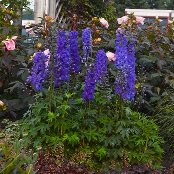 Delphinium elatum 'Pagan Purples' - Larkspur