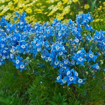 Delphinium grandiflorum 'Summer Clouds' - Larkspur