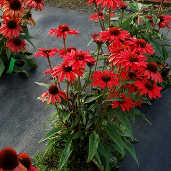 Echinacea 'Prima Ruby' - Coneflower