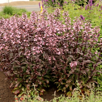 Penstemon digitalis 'Dakota Burgundy' - Beardtongue