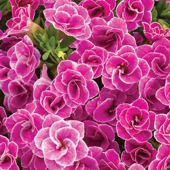 Calibrachoa 'Doublette Love Swept' - Superbells® Calibrachoa