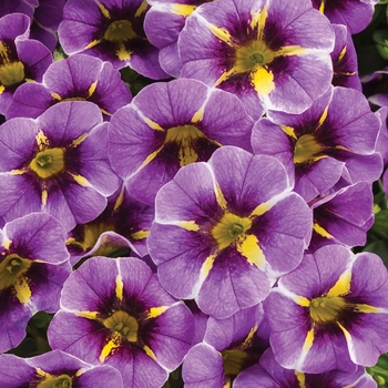 Calibrachoa 'Evening Star™' BBCAL87705 PPAF (Calibrachoa) - Superbells® Evening Star™