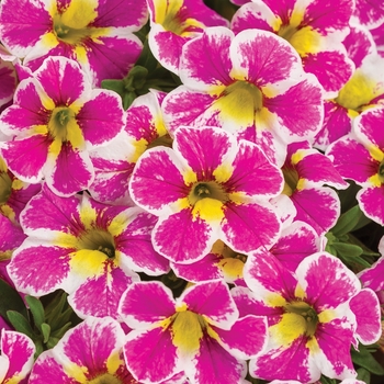 Calibrachoa 'Holy Cow!™' BBCAL85303 PPAF (Calibrachoa) - Superbells® Holy Cow!™