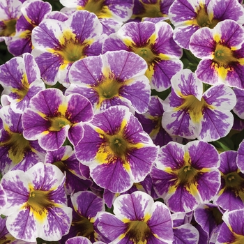 Calibrachoa - Superbells® 'Holy Smokes!®'